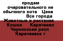 продам очаровательного не обычного кота › Цена ­ 7 000 000 - Все города Животные и растения » Кошки   . Карачаево-Черкесская респ.,Карачаевск г.
